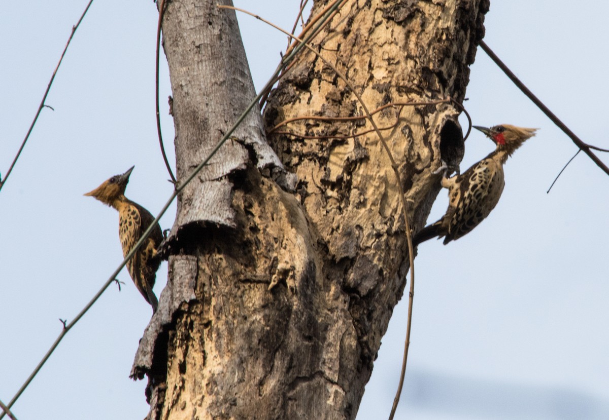 Ochre-backed Woodpecker - ML80411291