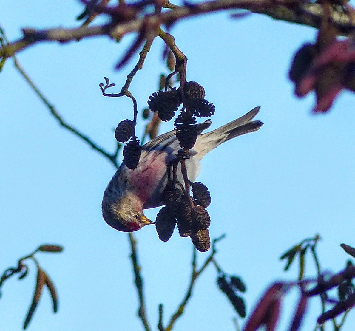 Redpoll (Common) - ML80412721