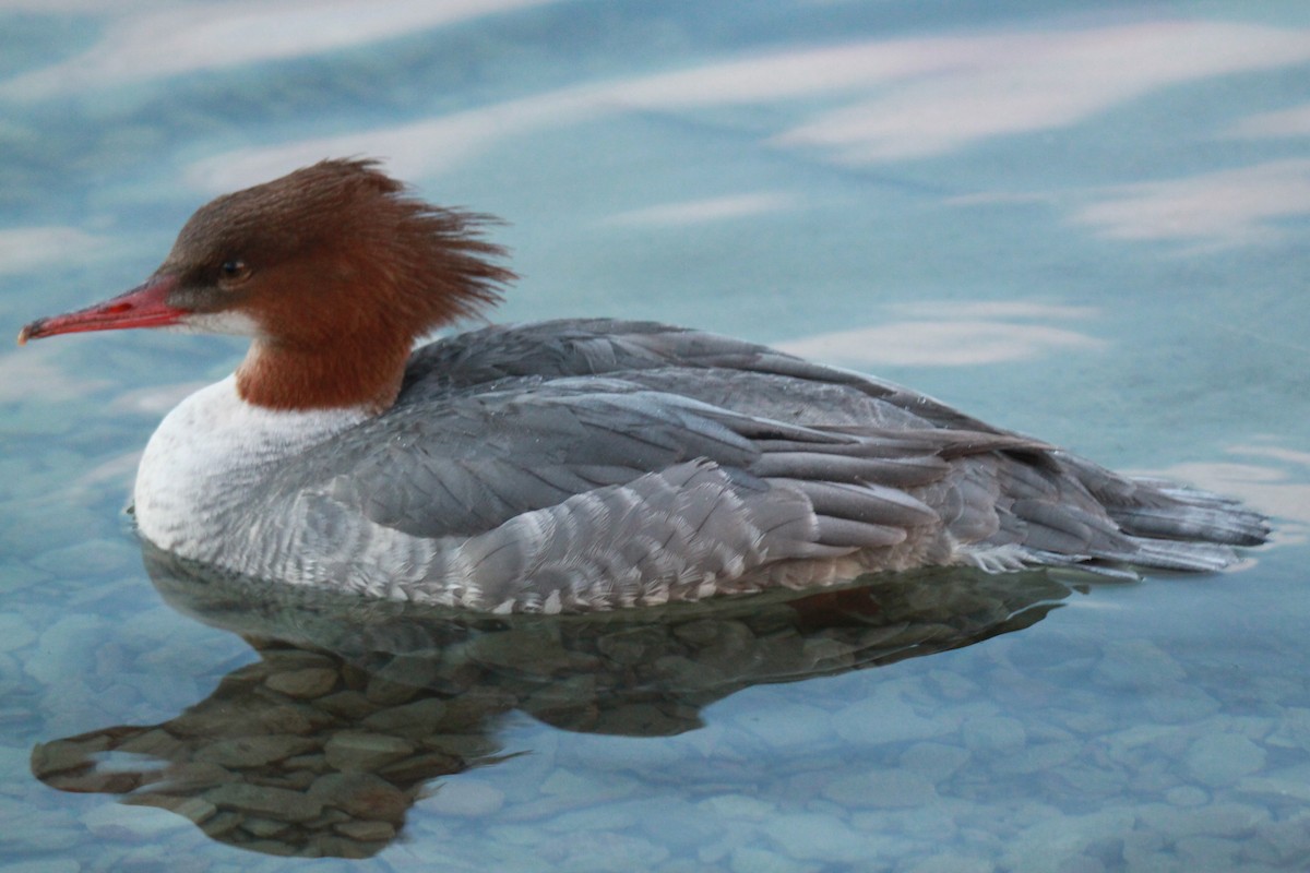 Common Merganser - Nisha M