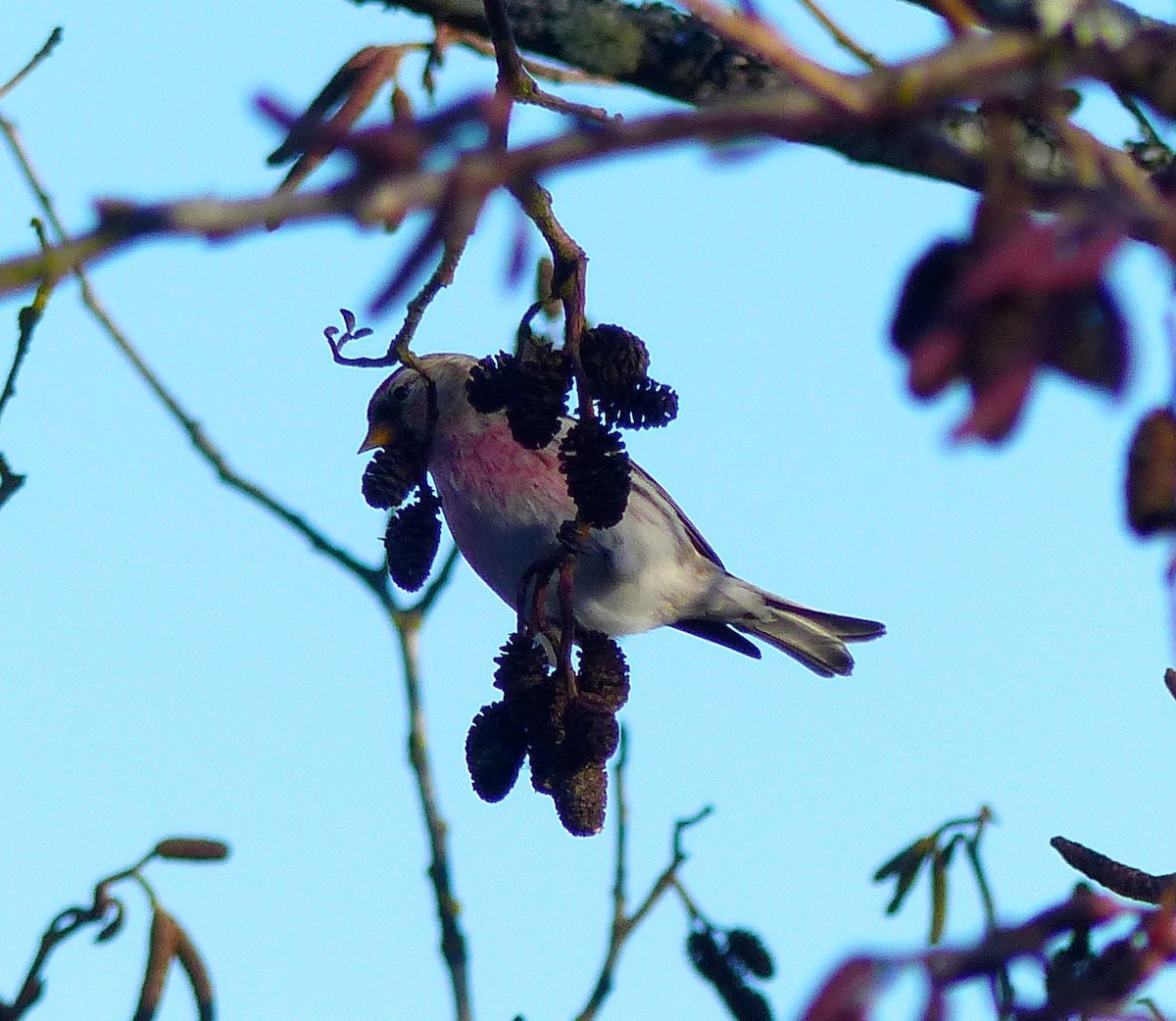 Redpoll (Common) - ML80412751