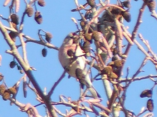 Redpoll (Common) - ML80412791