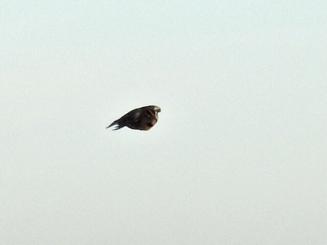 Eastern Meadowlark (Eastern) - ML80414681