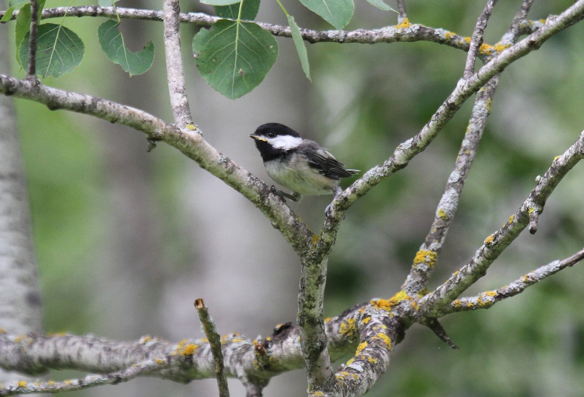 Mésange à tête noire - ML80414841