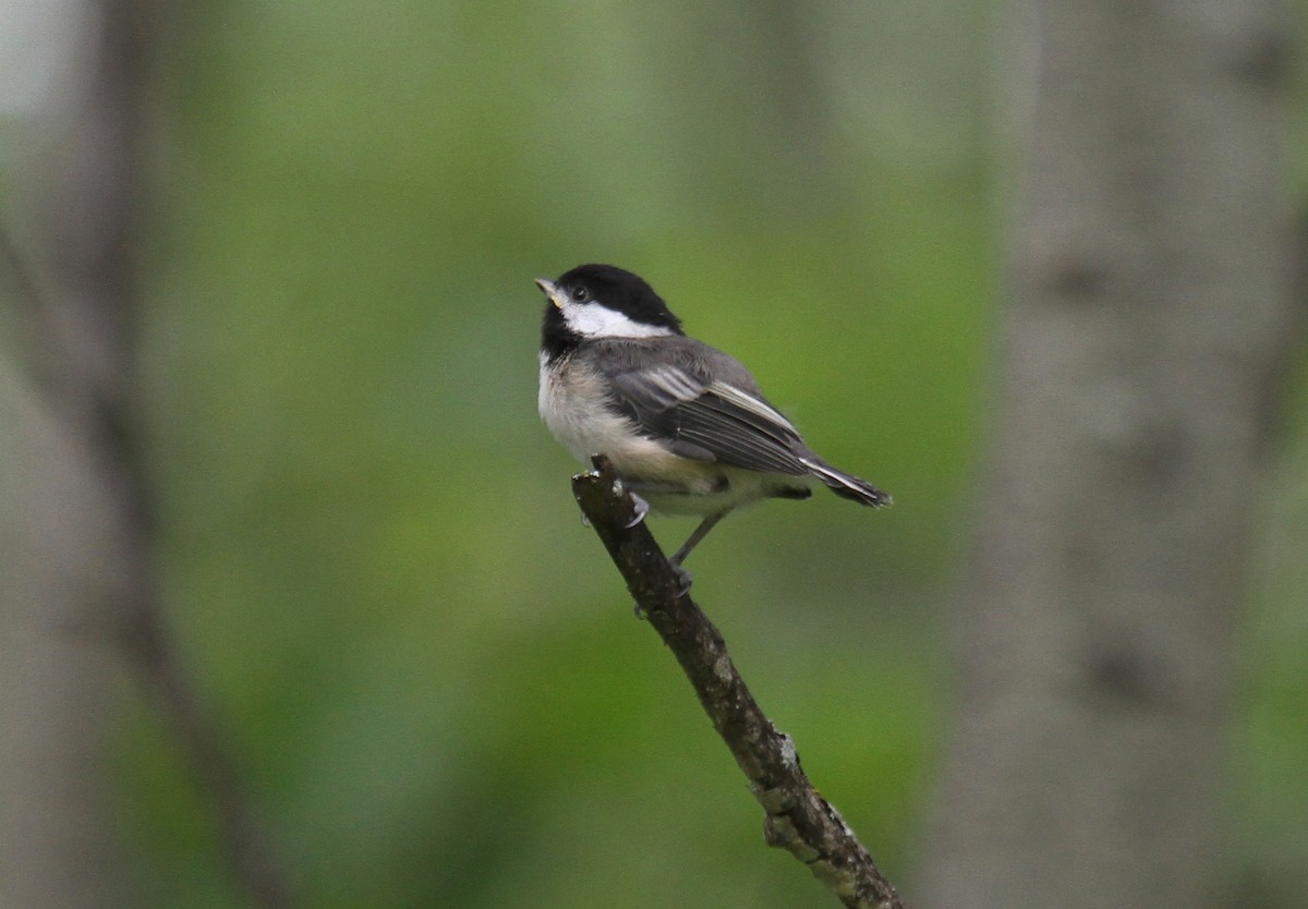 Mésange à tête noire - ML80414851