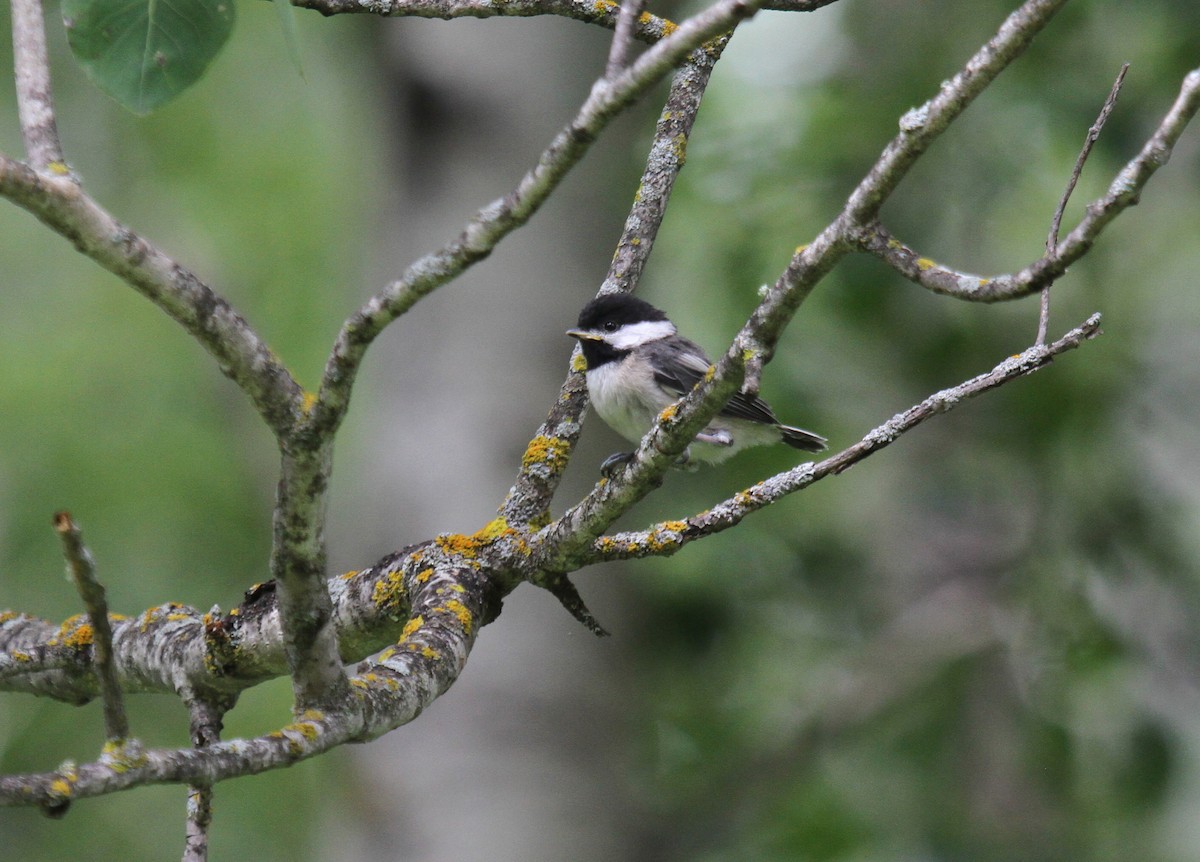 Mésange à tête noire - ML80414861