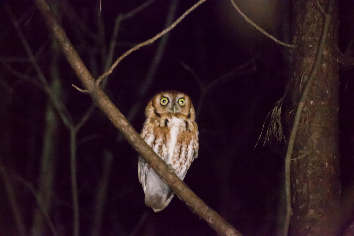 Eastern Screech-Owl - ML80418471