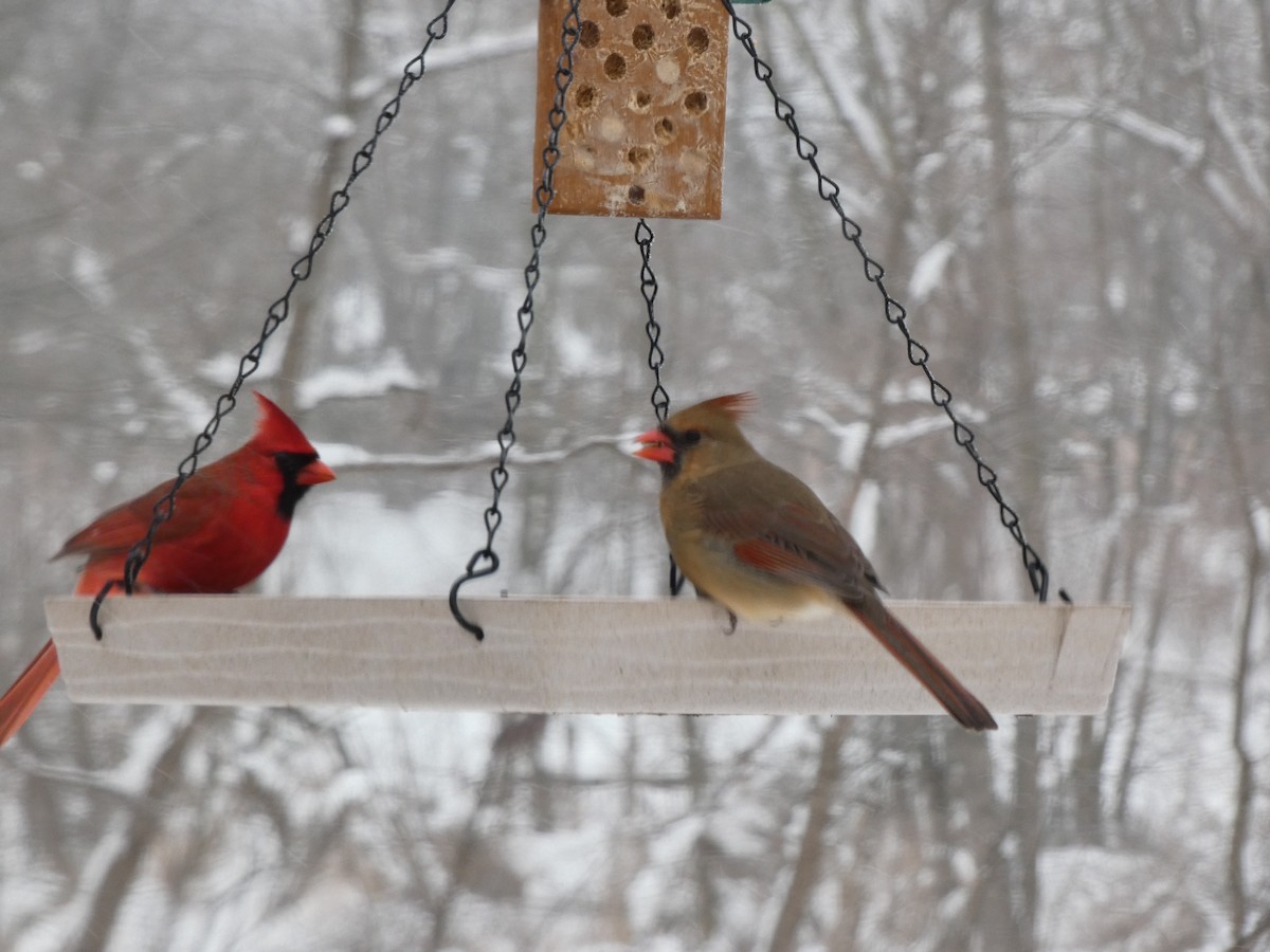 Northern Cardinal - Kristi Kusek