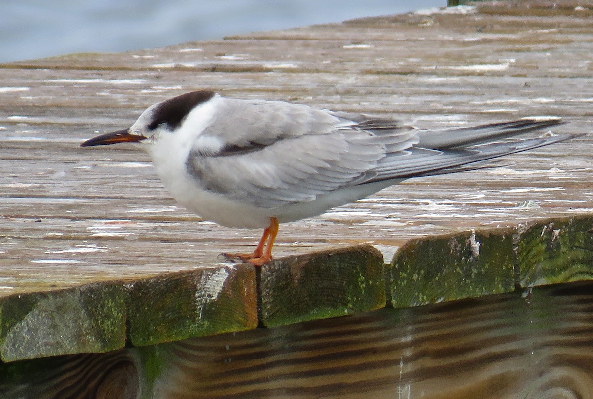 Common Tern - ML80419341