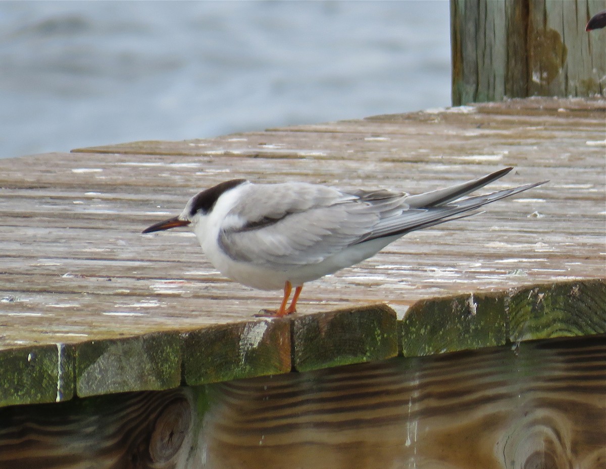 Common Tern - Roy Netherton