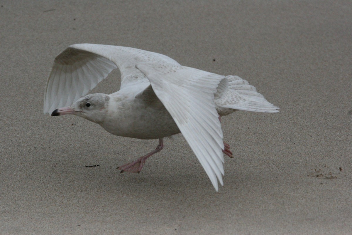 Glaucous Gull - Avery Chan