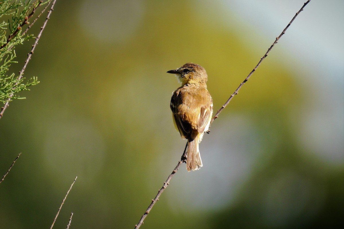 Bearded Tachuri - ML80422641