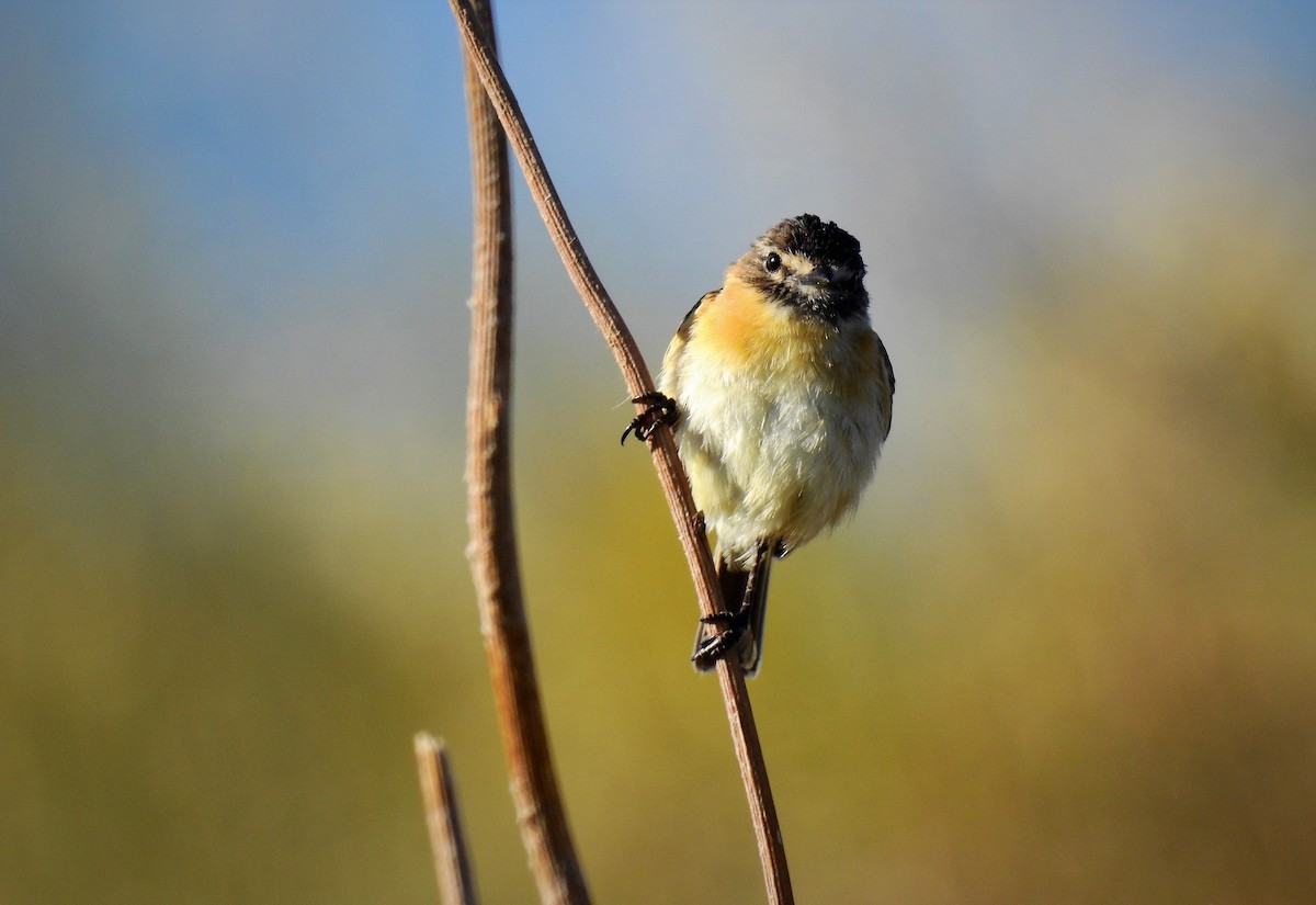 Bearded Tachuri - ML80422711