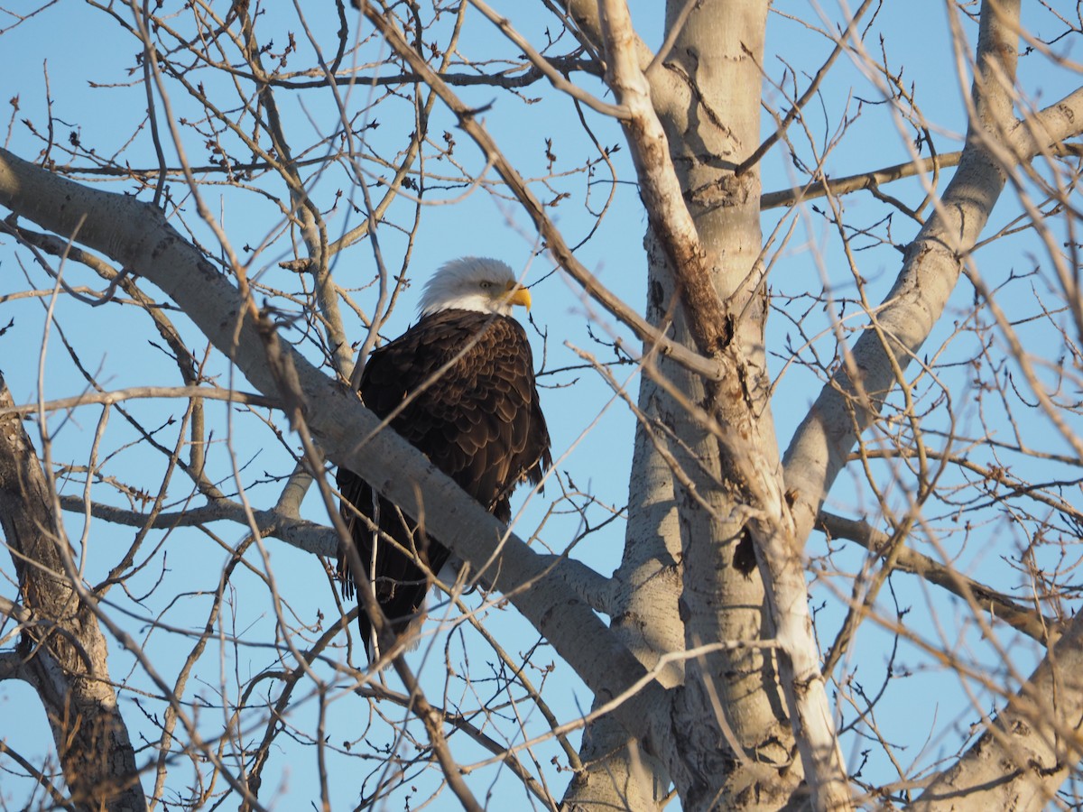 Bald Eagle - ML80424231