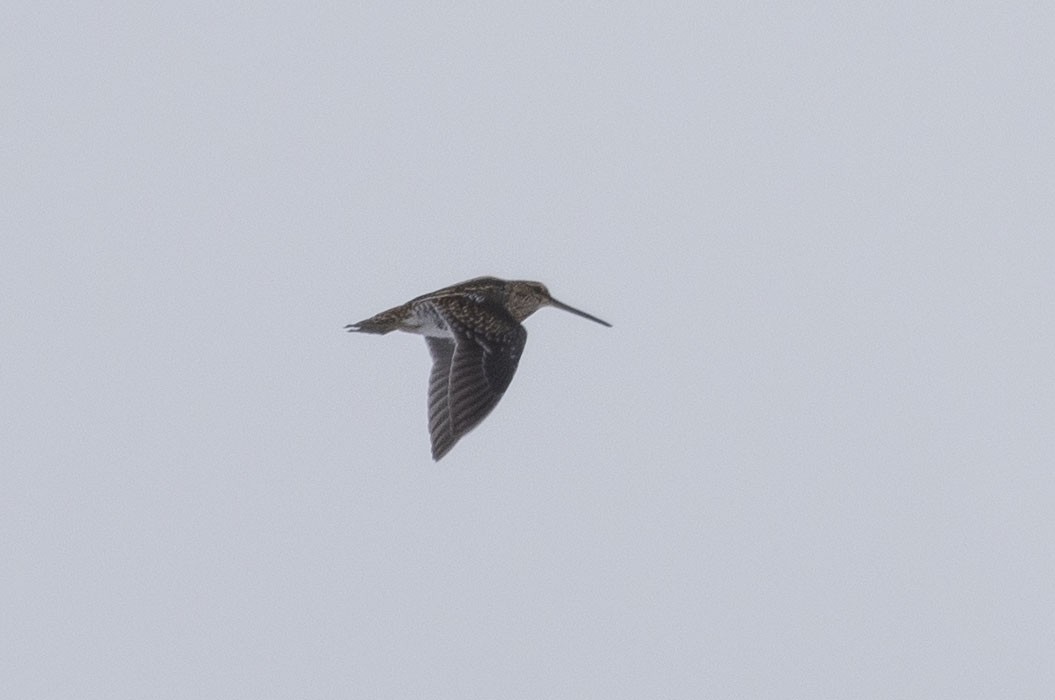 Wilson's Snipe - ML80425551