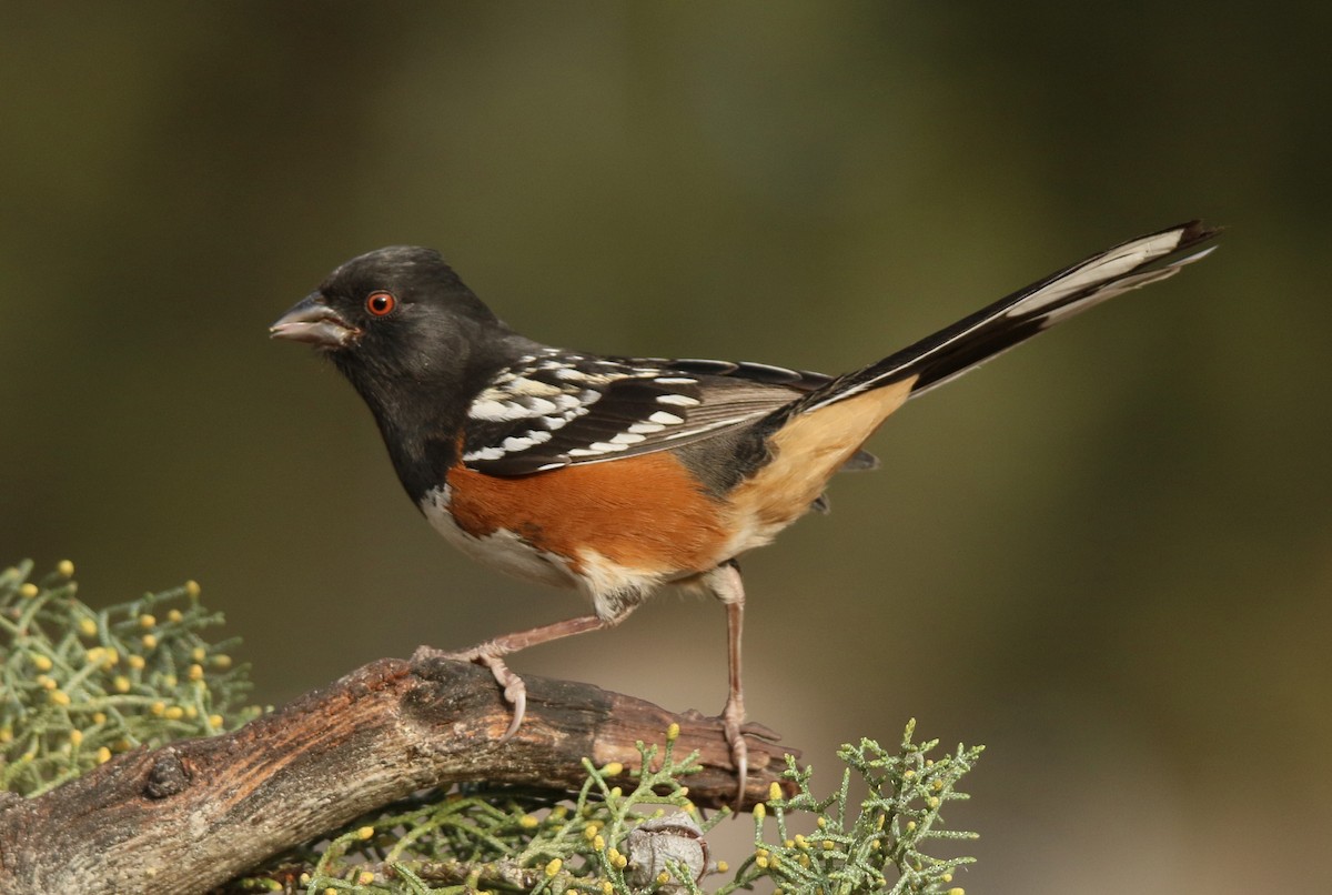 Spotted Towhee - ML80427251