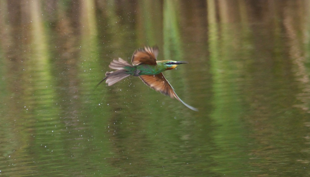 Blue-cheeked Bee-eater - ML80428231