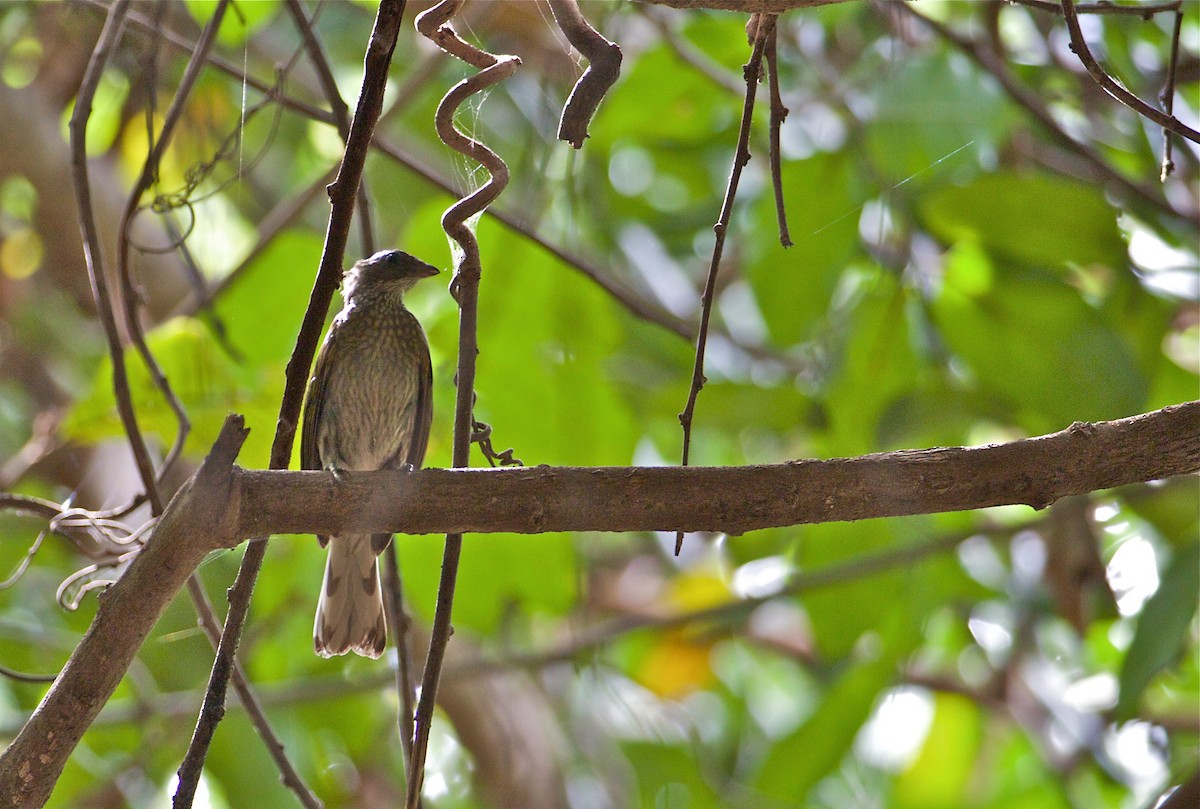 Spotted Honeyguide - ML80428571