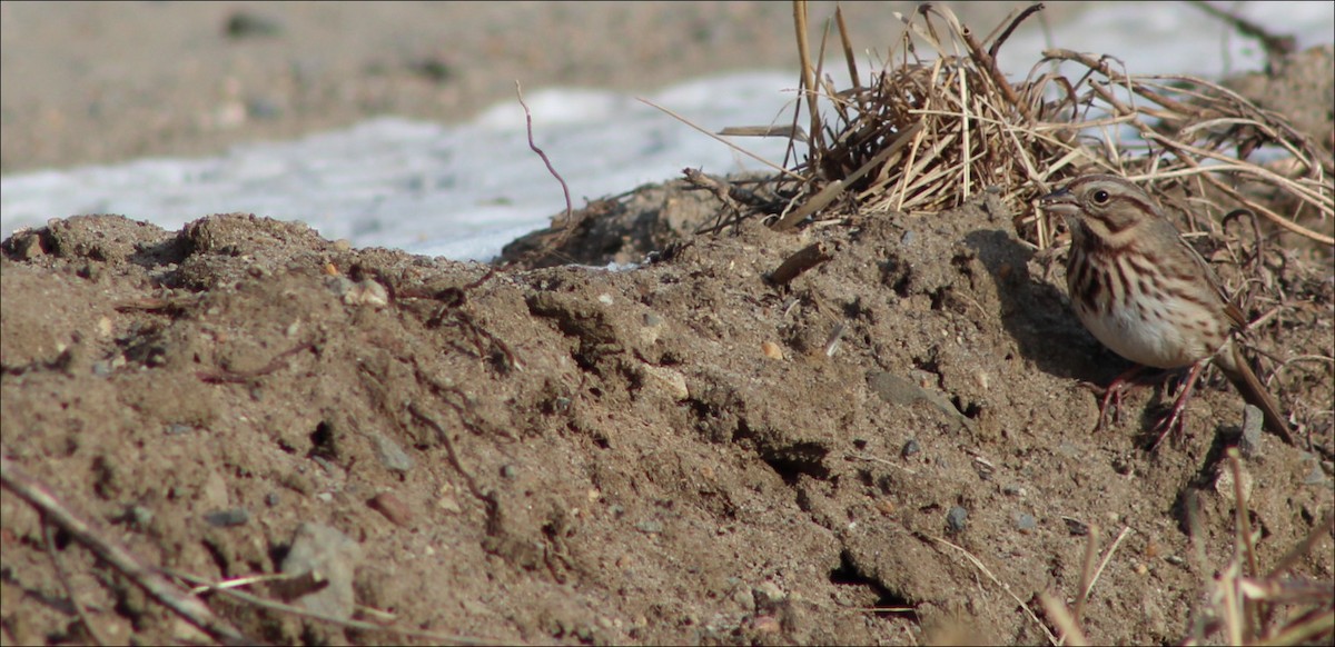 Song Sparrow - ML80428981