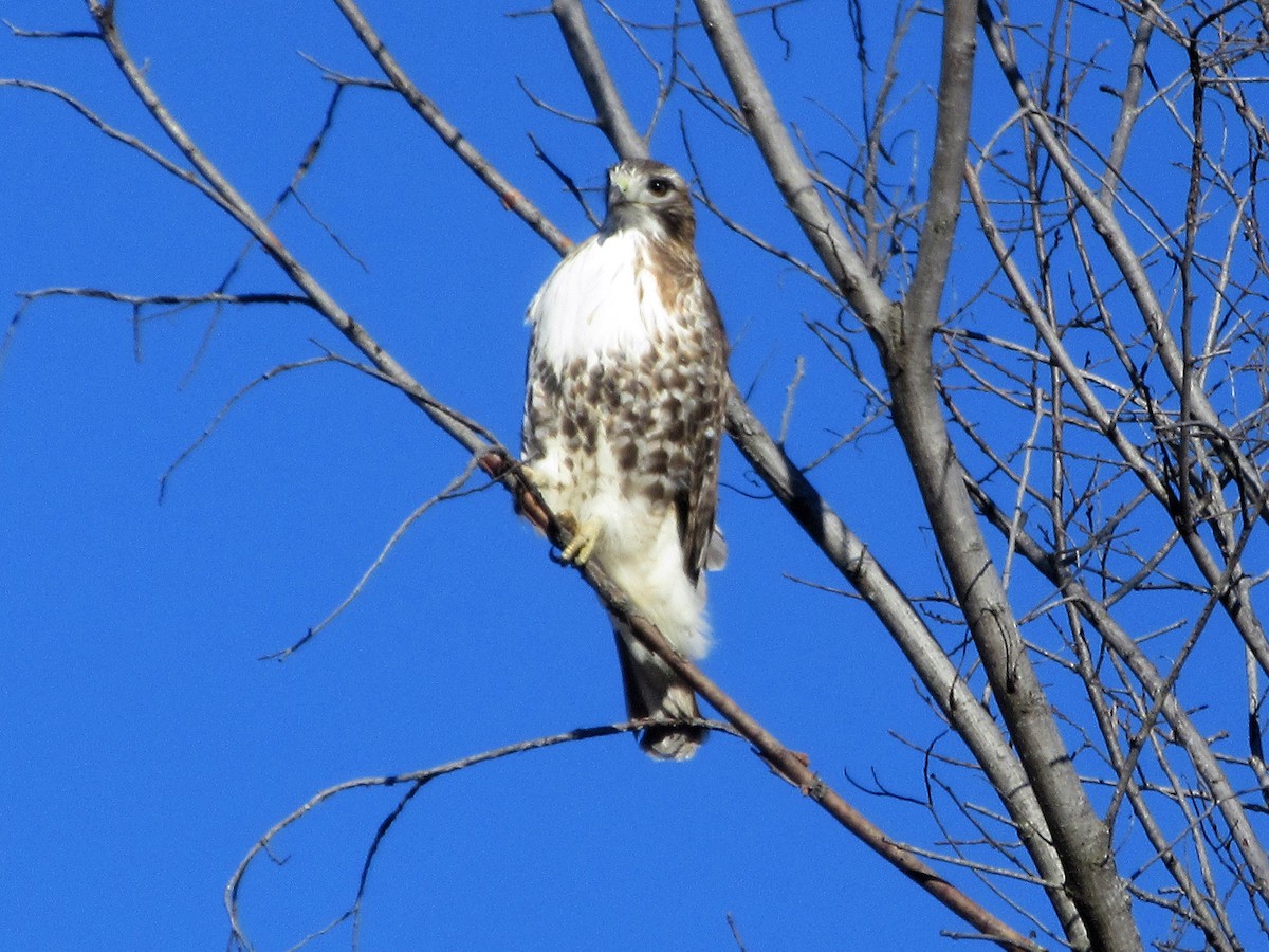 Rotschwanzbussard - ML80432321