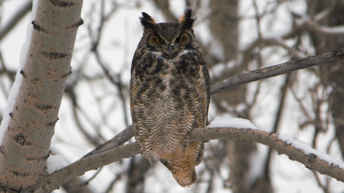 Great Horned Owl - ML80433271