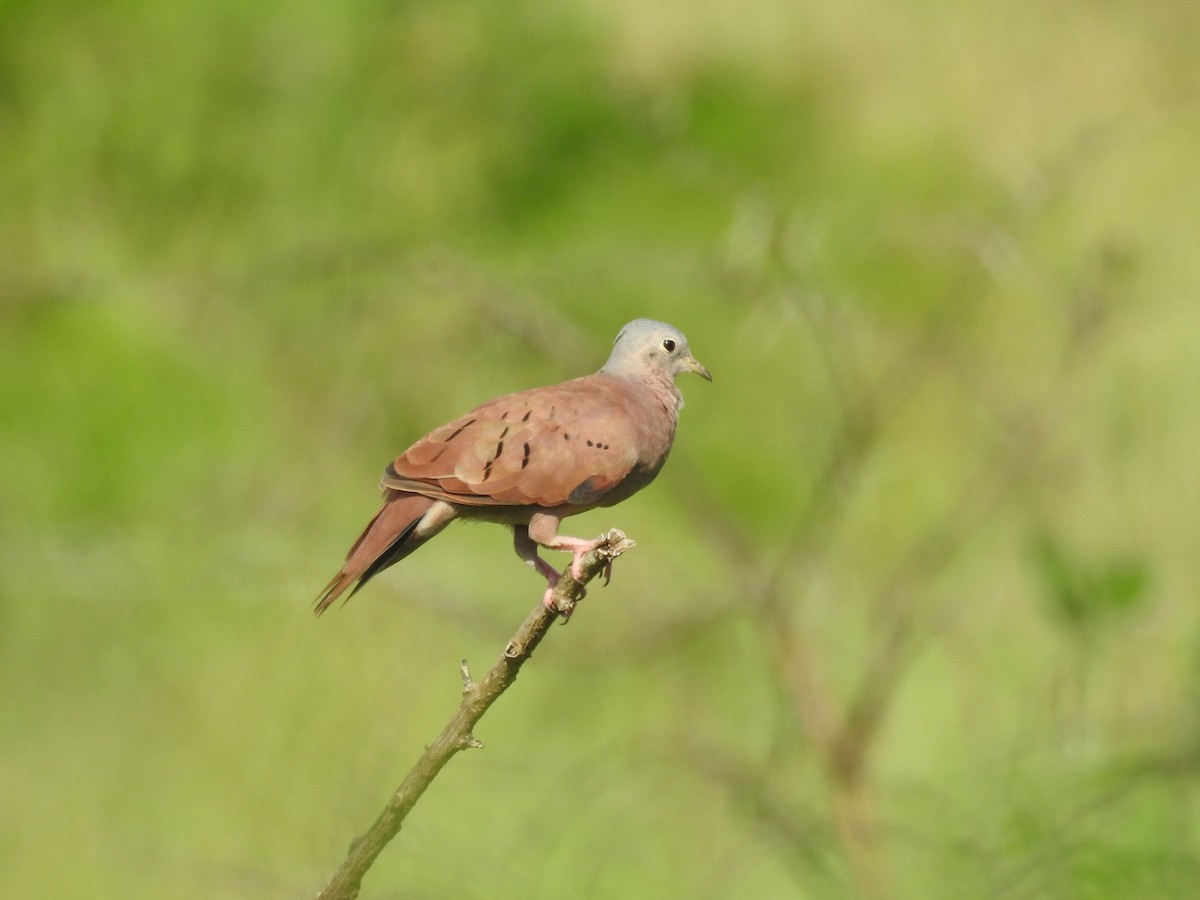 Ruddy Ground Dove - ML80433531