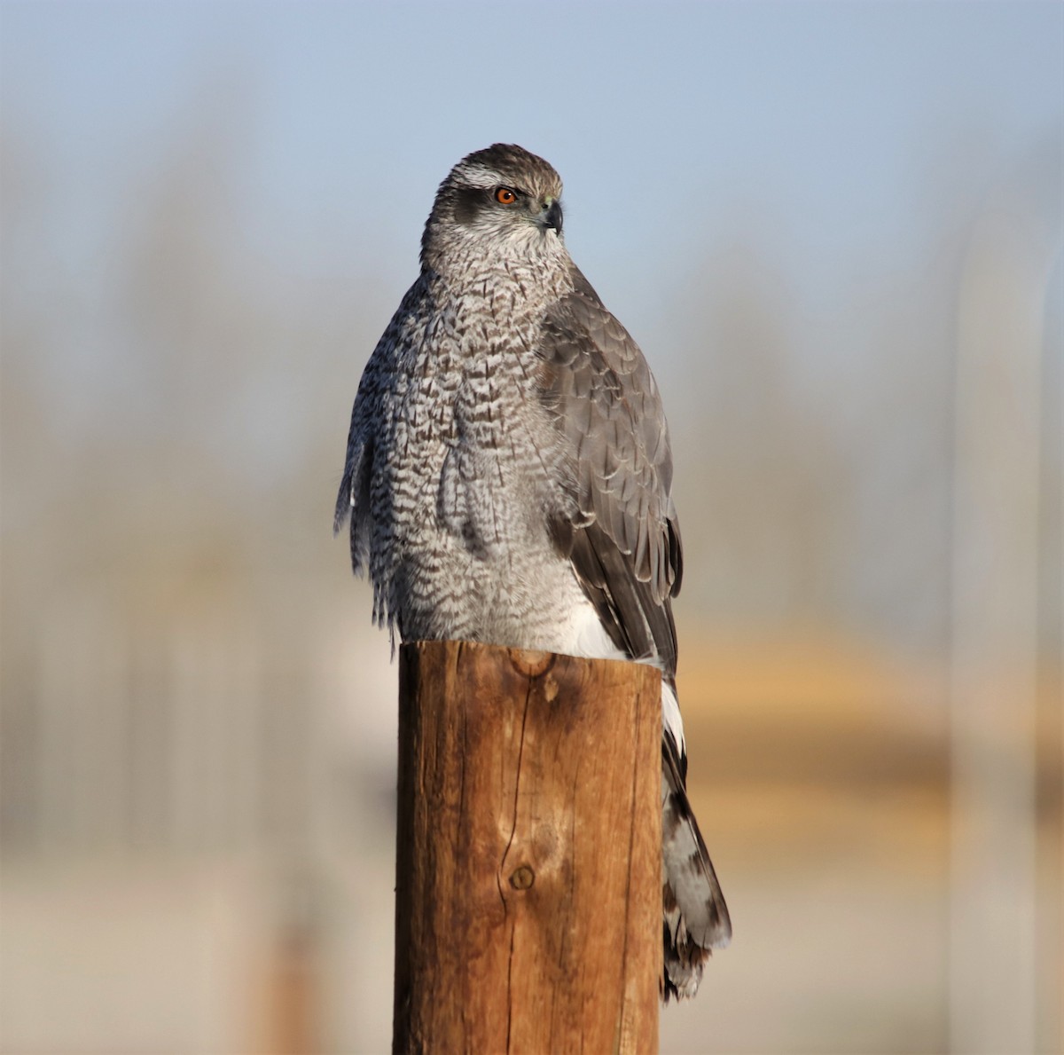 American Goshawk - ML80434611