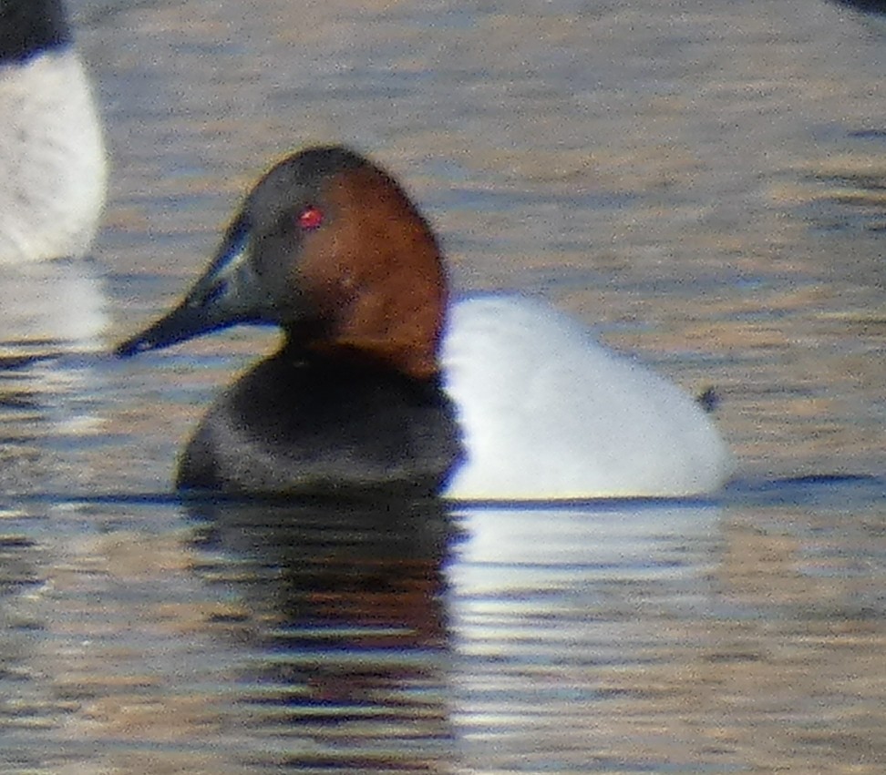 Canvasback - ML80434631