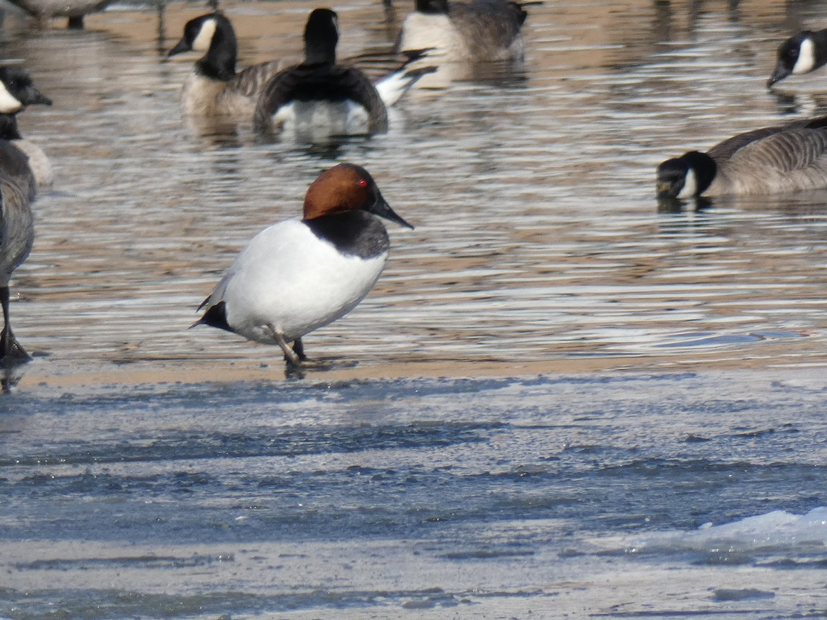 Canvasback - ML80434691