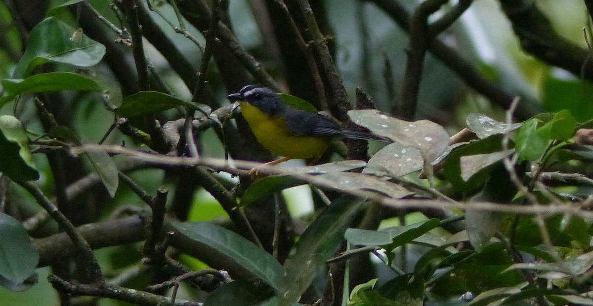 Gray-and-gold Warbler - ML80435391