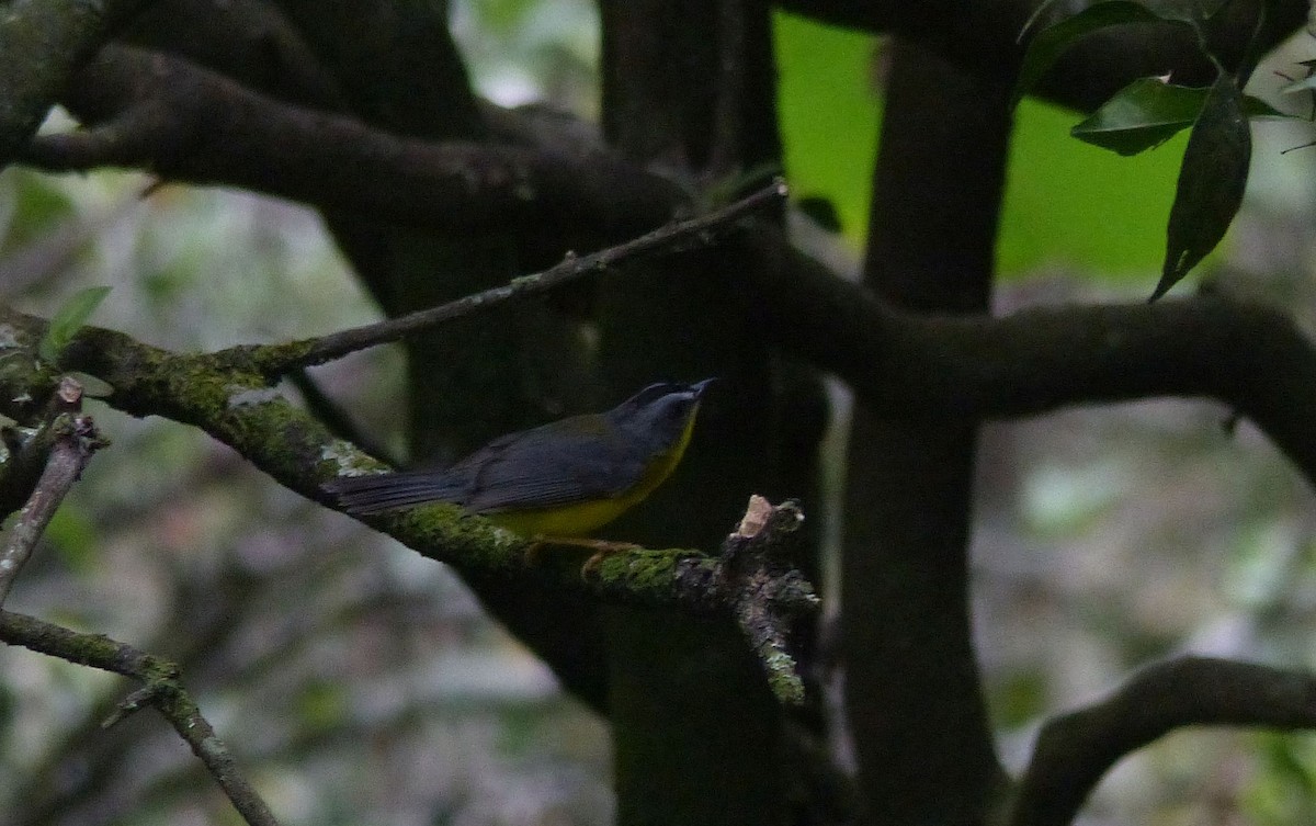Gray-and-gold Warbler - ML80435471
