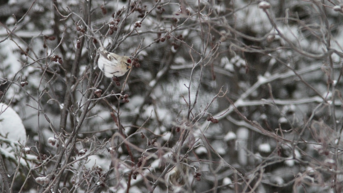 Hoary Redpoll - ML80435491