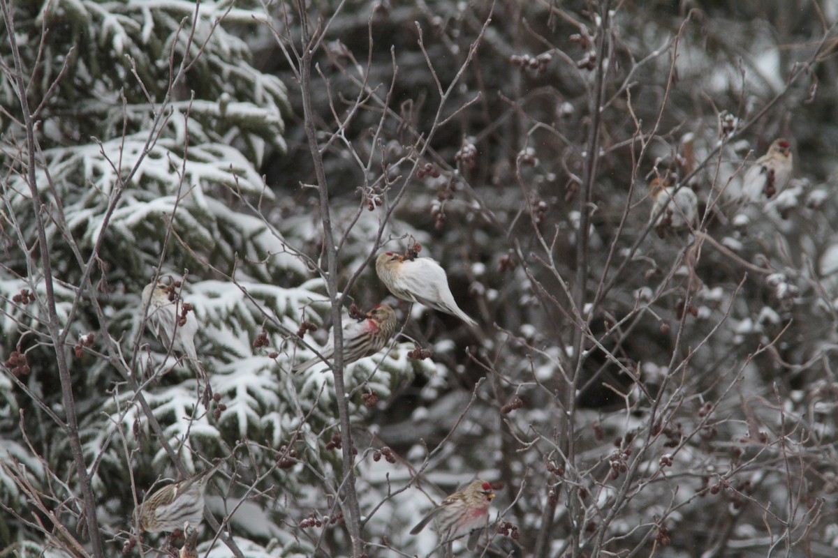 Hoary Redpoll - ML80435601