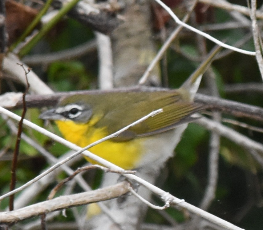 Yellow-breasted Chat - ML80435771