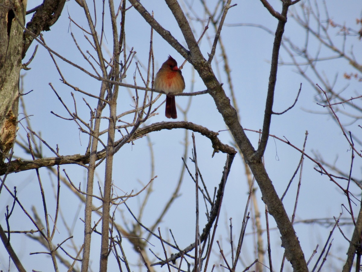 rødkardinal - ML80436501