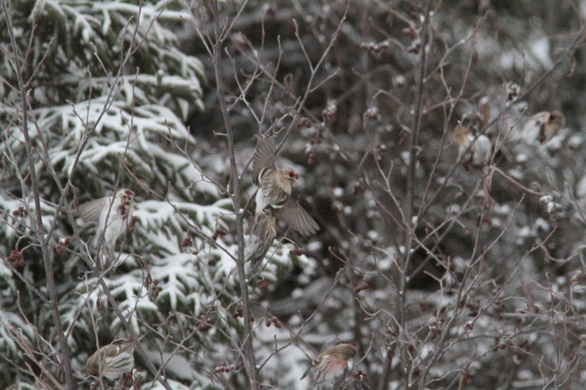 Hoary Redpoll - Pierre Bergeron