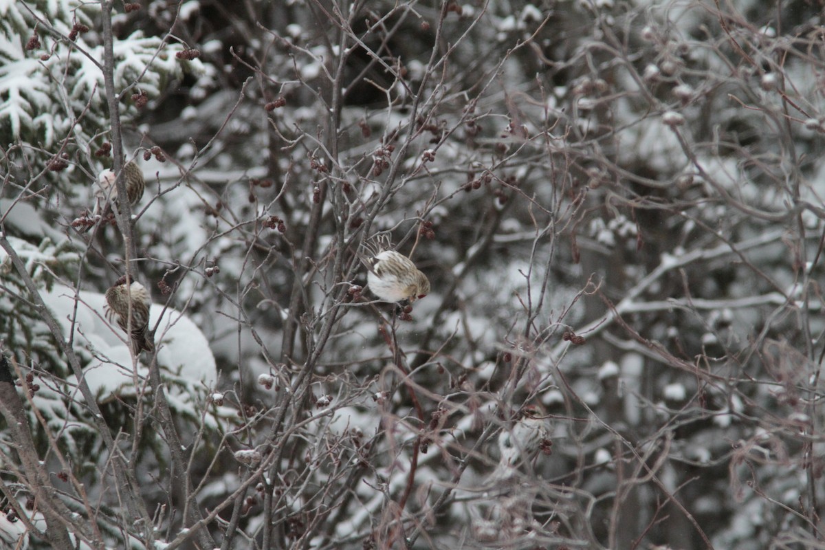 Hoary Redpoll - Pierre Bergeron