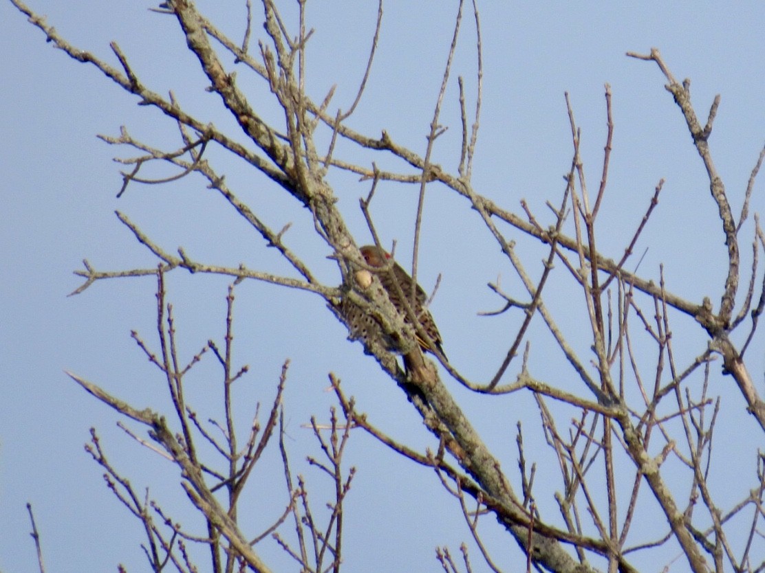 gullspett - ML80436601