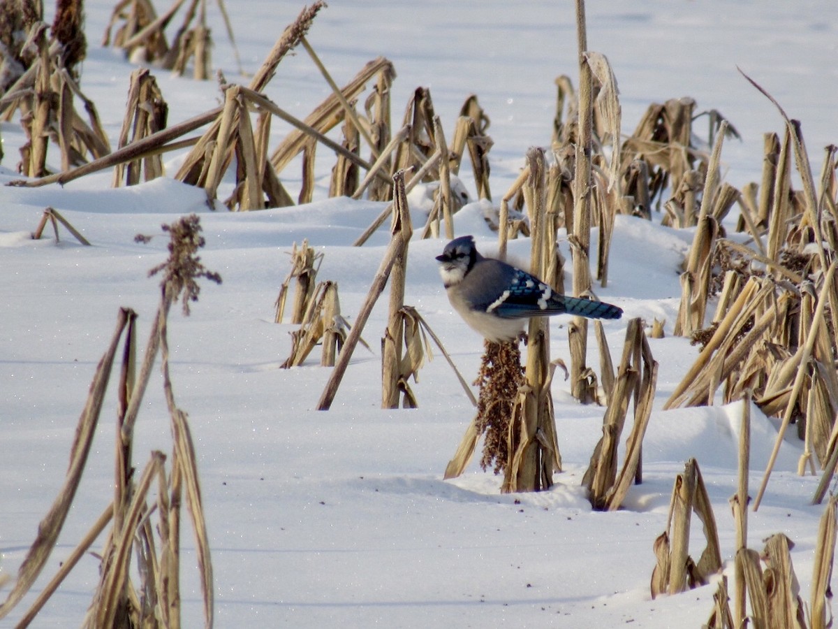 Blue Jay - ML80436651