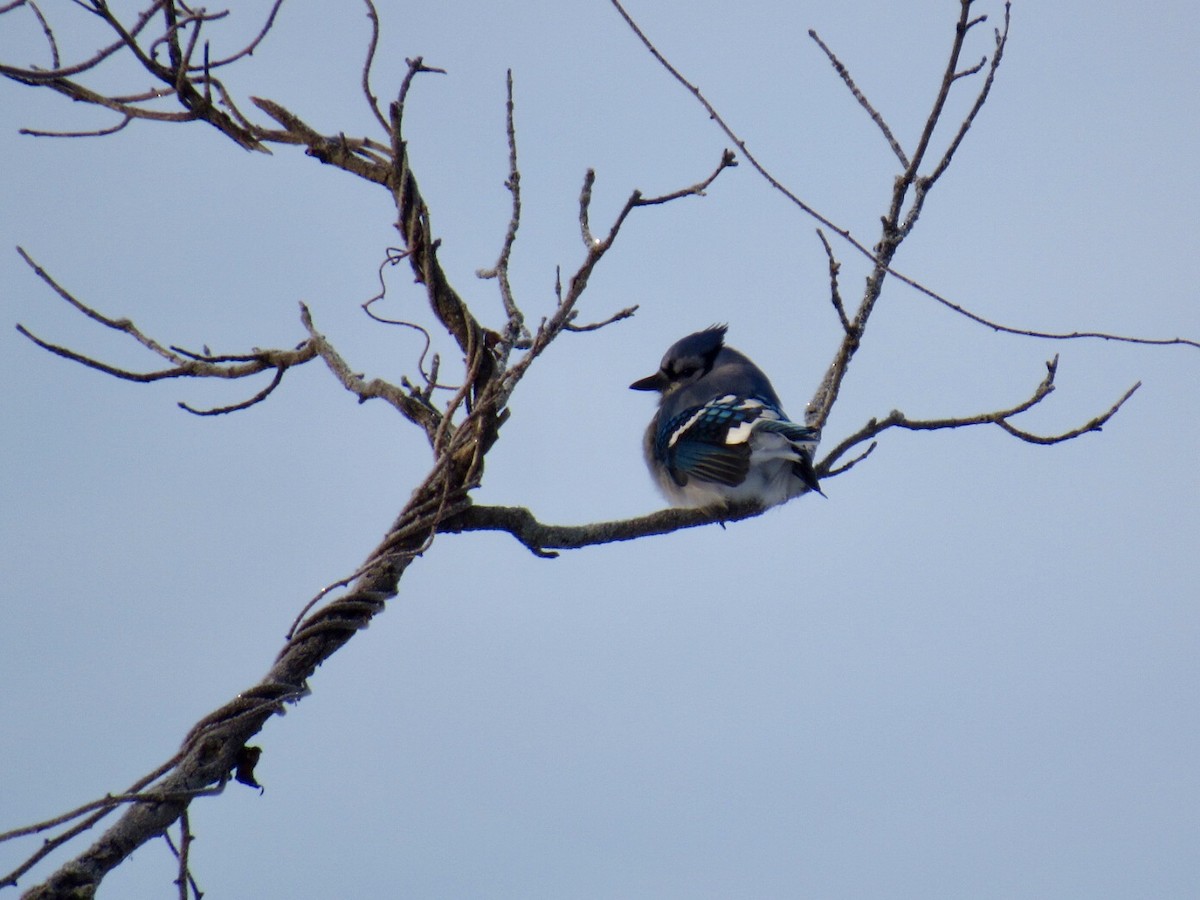 Blue Jay - ML80436661