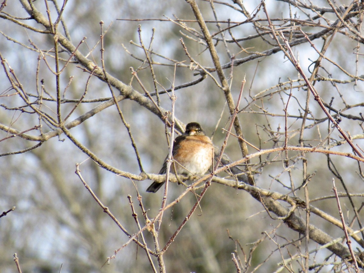 vandretrost - ML80436731