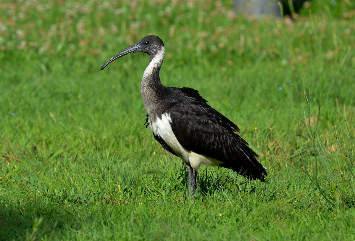 ibis slámokrký - ML80437481