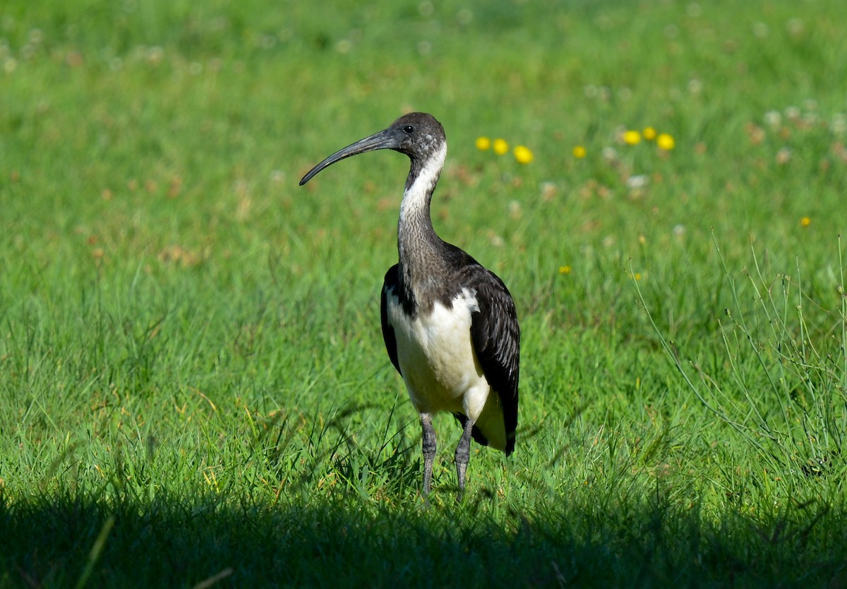 ibis slámokrký - ML80437491