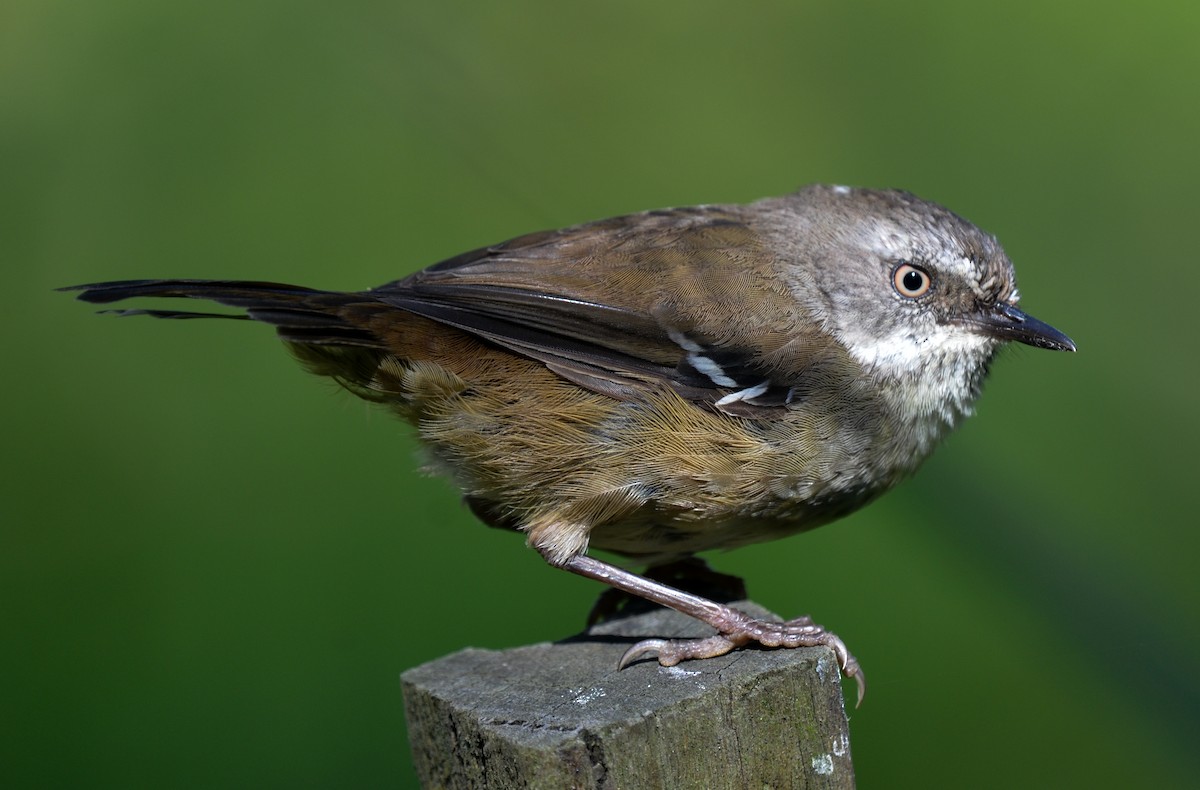 White-browed Scrubwren - ML80437991