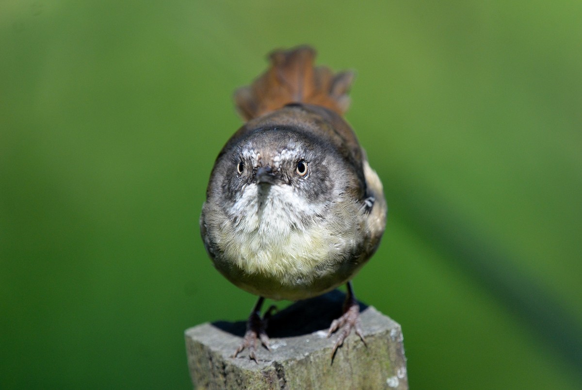 White-browed Scrubwren - ML80438031