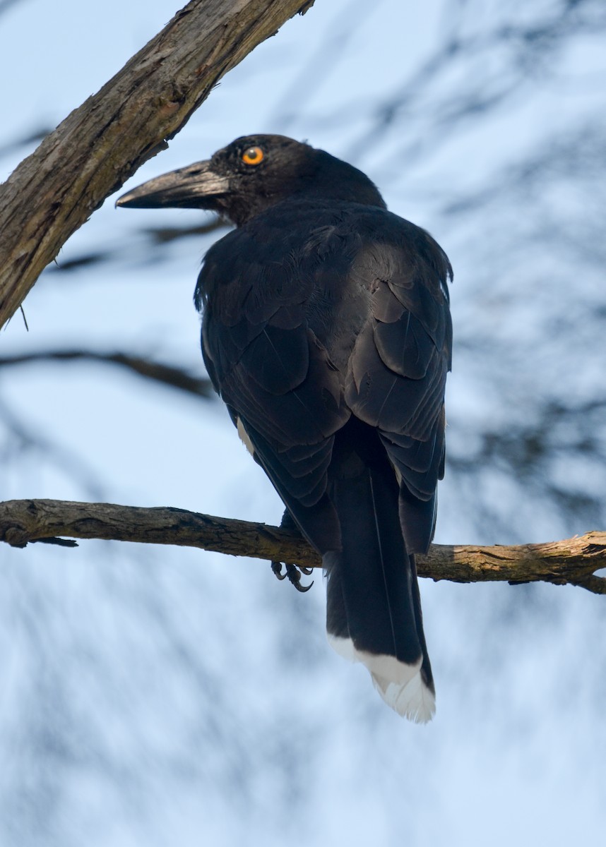 Pied Currawong - ML80438171
