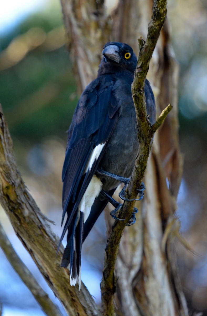 Pied Currawong - ML80438181