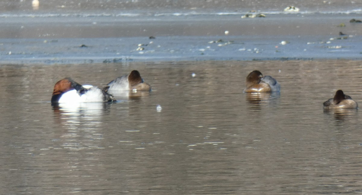 Canvasback - ML80439871