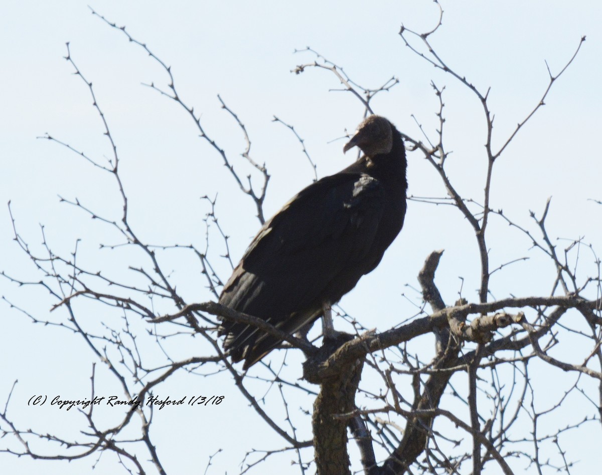 Black Vulture - ML80440771