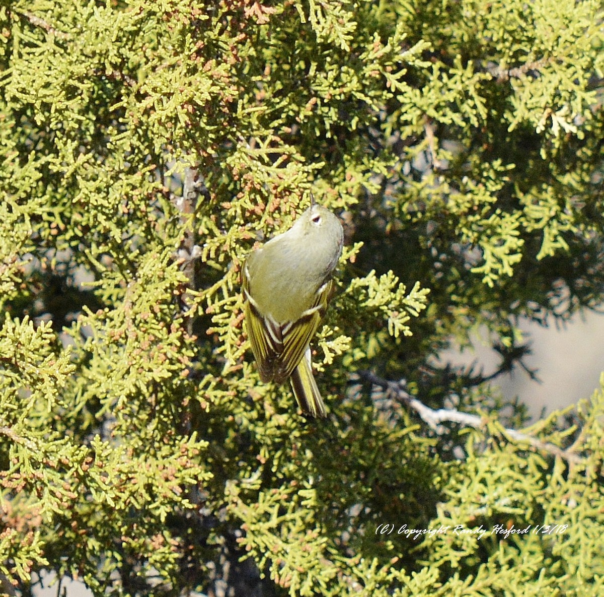 Ruby-crowned Kinglet - Randy Hesford