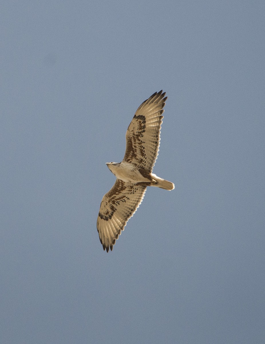 Ferruginous Hawk - ML80443261